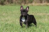 BOULEDOGUE FRANCAIS 572
